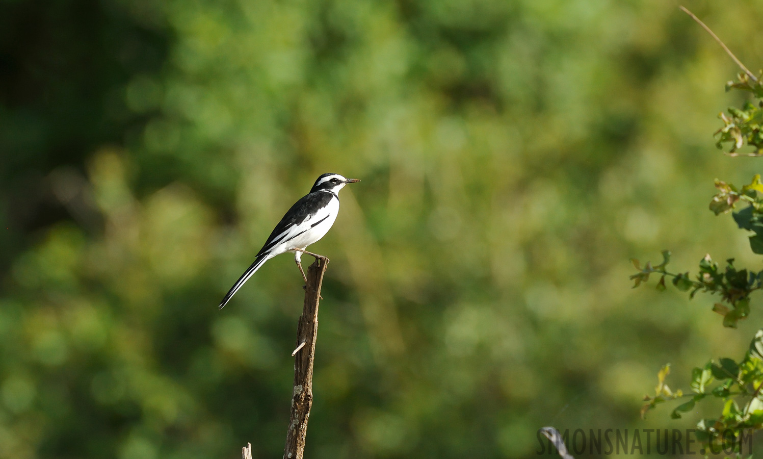 Motacilla aguimp vidua [550 mm, 1/1600 Sek. bei f / 8.0, ISO 1600]